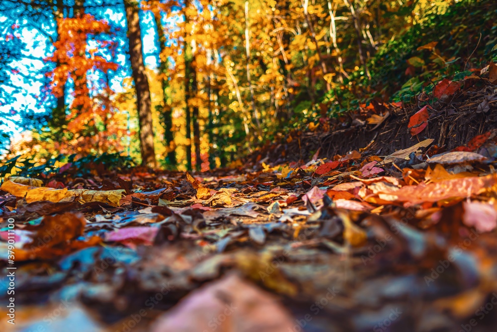 Forest trail with colorful autumn leaves in the Blue Ridge Mountains