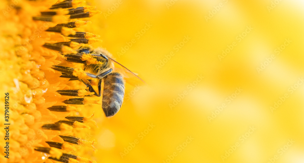 Honey bee on a sunflower flower. Selective focus. Close-up.