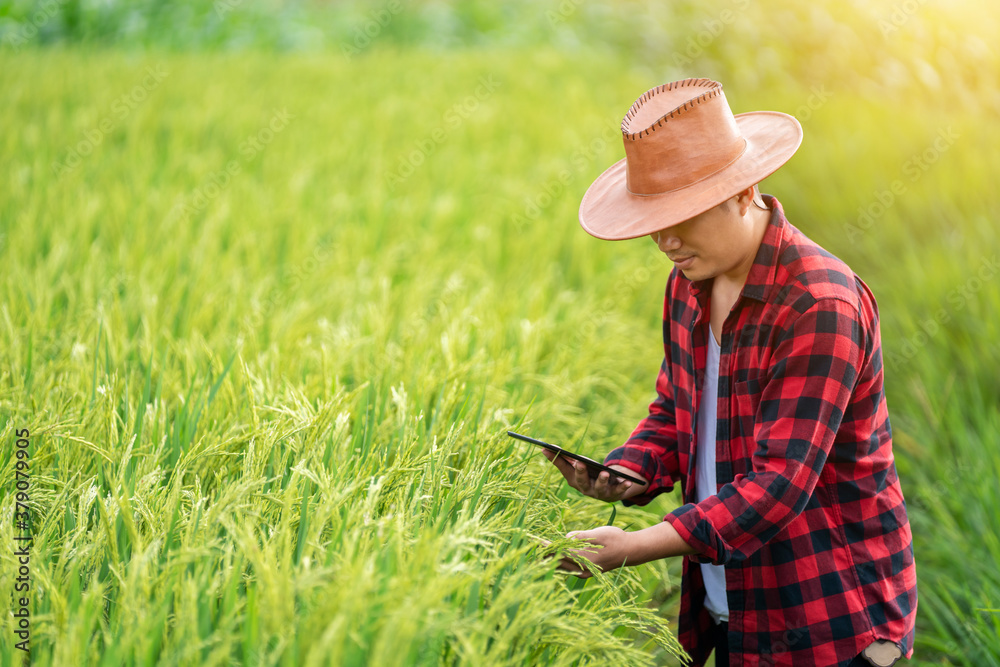 Asian young farmers is using the research tablet and studying the development of rice varieties in t