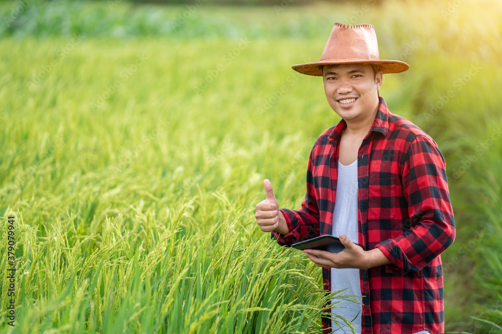 Asian young farmers is using the research tablet and studying the development of rice varieties in t