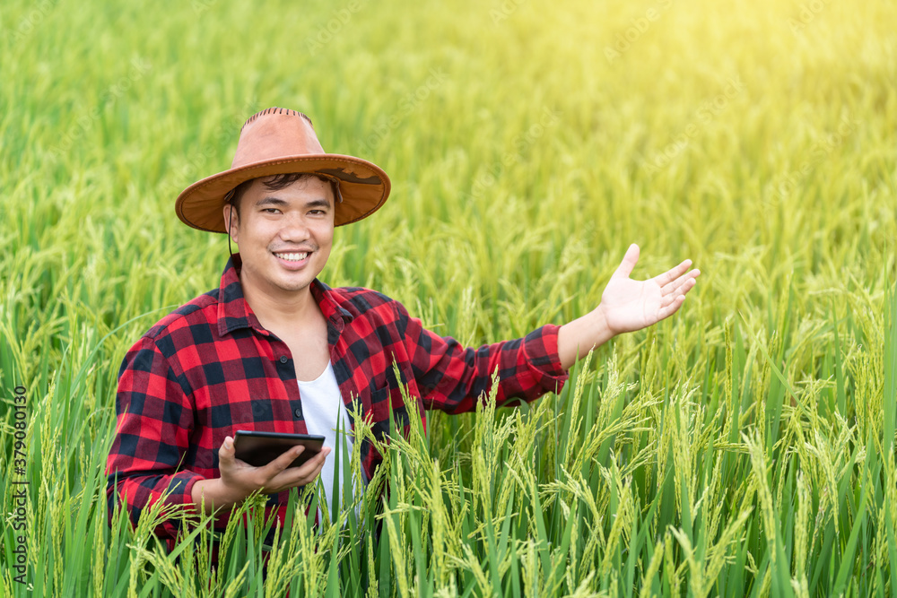 Happy Asian young farmers is using the research tablet and studying the development of rice varietie