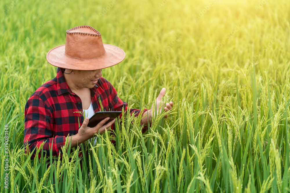 Asian young farmers is using the research tablet and studying the development of rice varieties in t