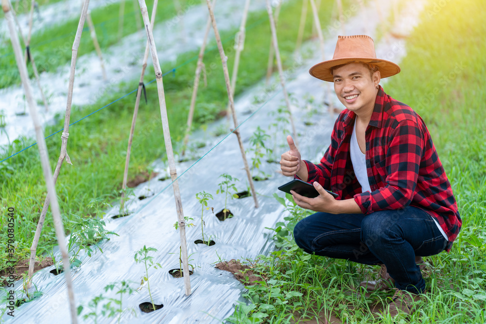 Happy Asian young farmers is using the research tablet and studying the development of tomato variet