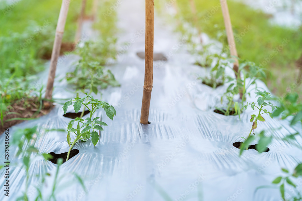 Growing tomato trees in Planting plot, Ground cover crop.