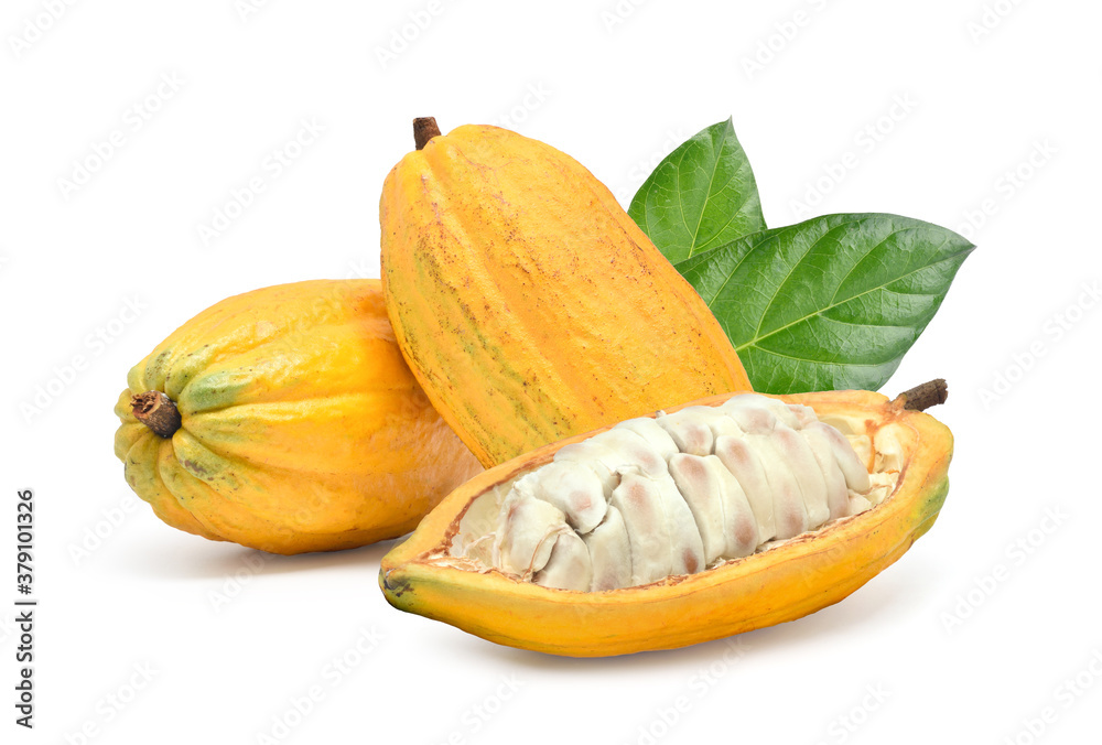 Fresh cocoa fruits with half sliced and green leaf isolated on white background with clipping path