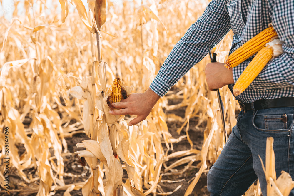 Agriculture and harvesting concept.  Farmer checking corn field progress. 