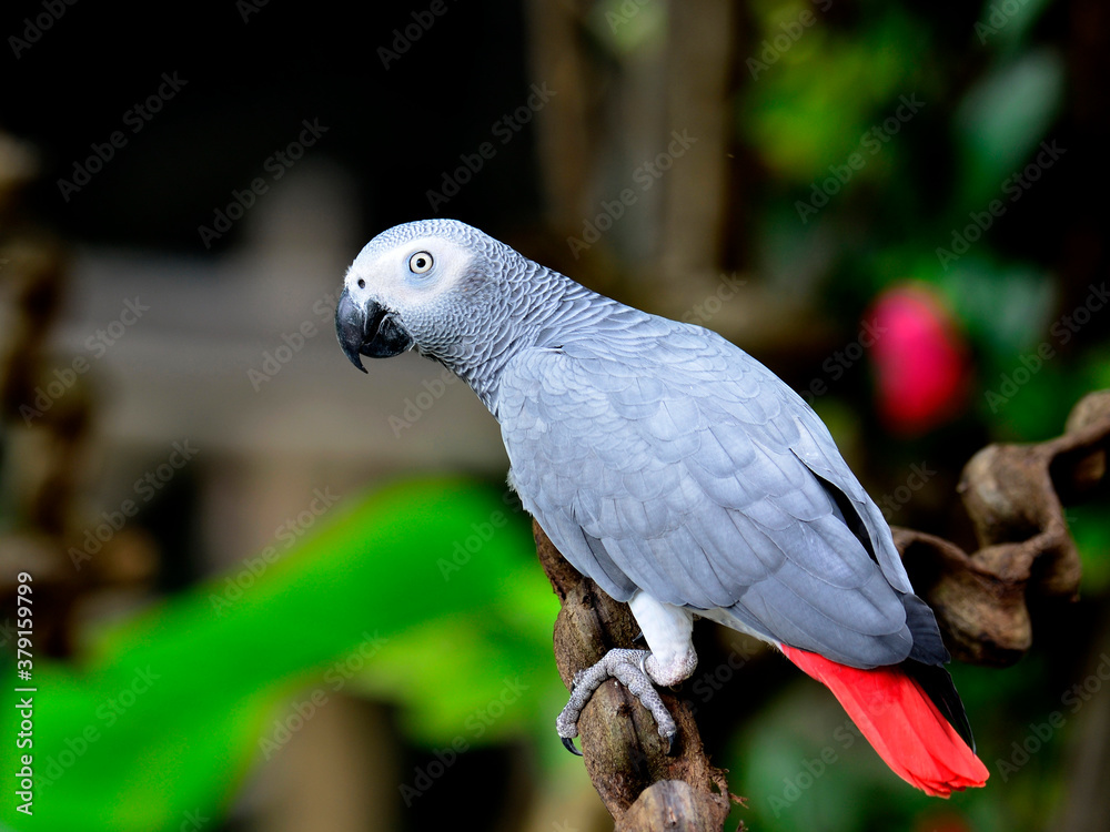 Beautiful Grey Parrot, African Grey Parrot, Psittacus erithacus