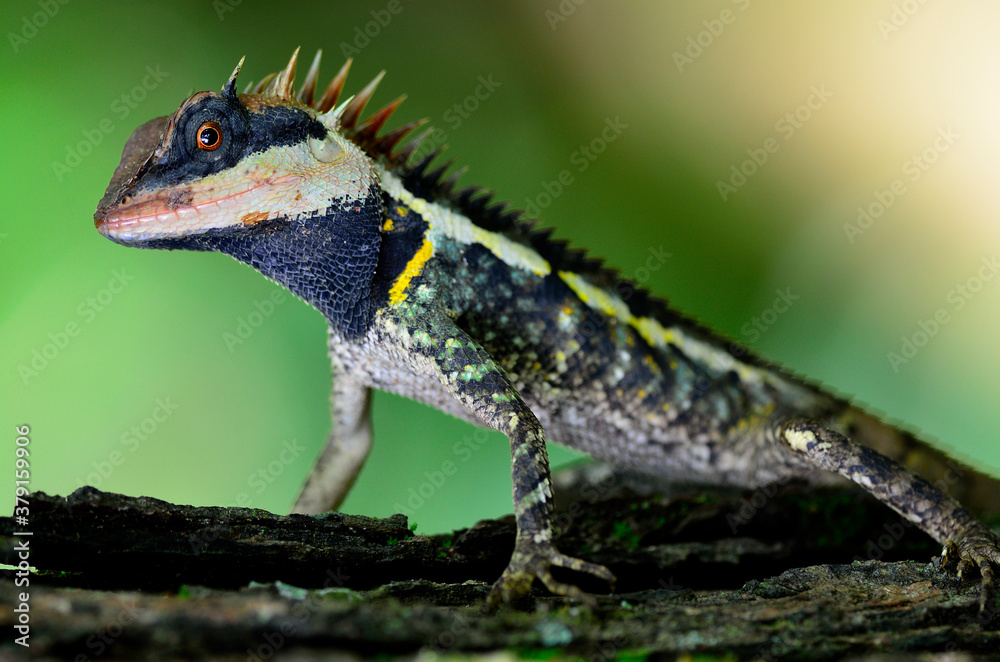 Beautiful of Long headed Boulenger lizard with black face and red eyes