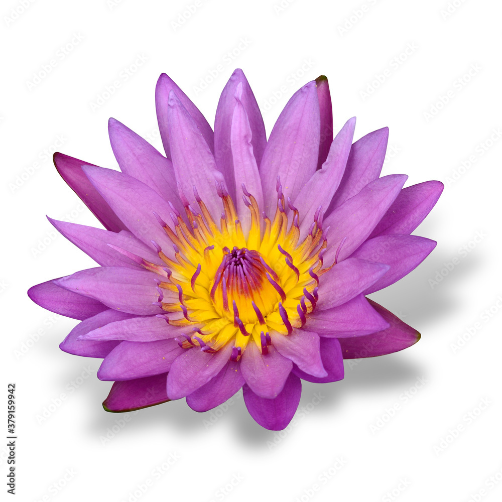 Beautiful of Purple Waterlity or Lotus Flower on white background with soft shadow