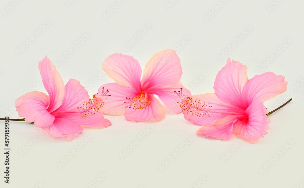 Beautiful of Triple Pink Hibiscus flowers on white background