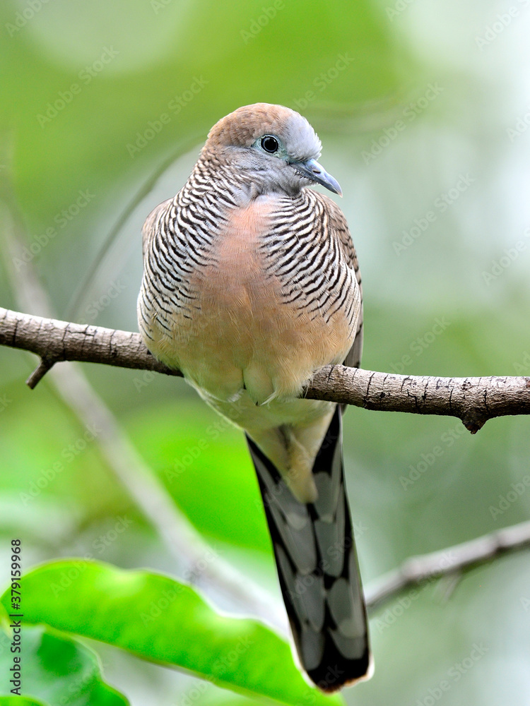 Beautiful of Zebra Dove (Geopelia striata) perching on the tree branch with nice background