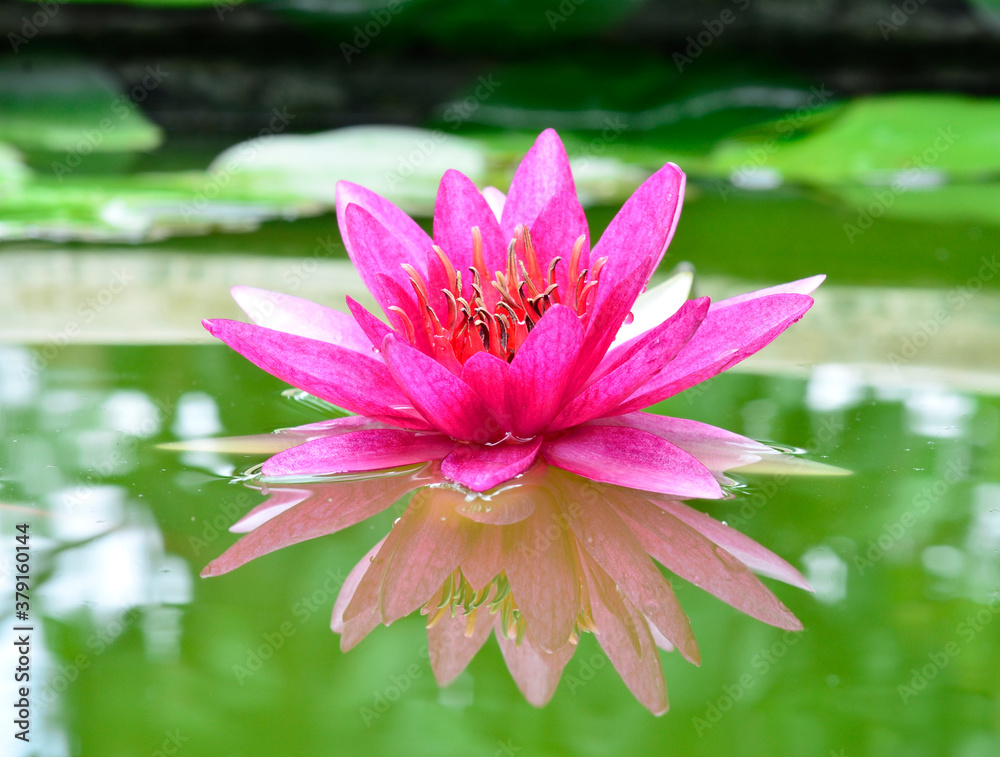 Beautiful pink Lotus flower