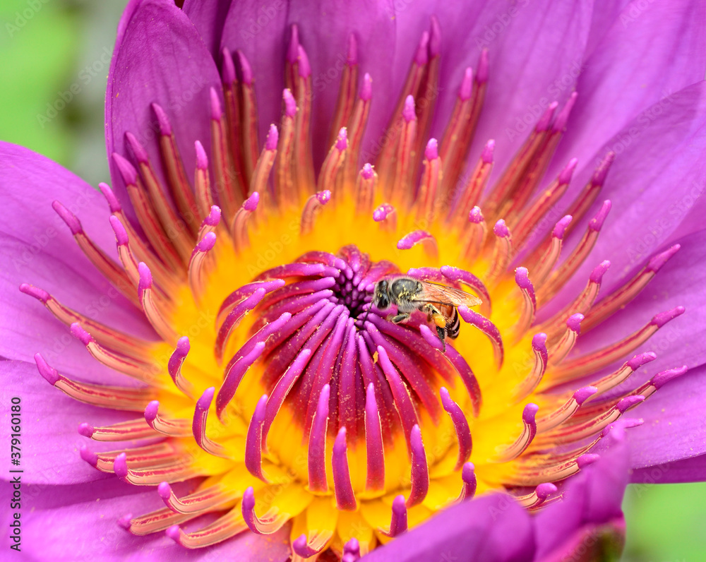 Beautiful purple lotus flowers expose pollen details to the bee