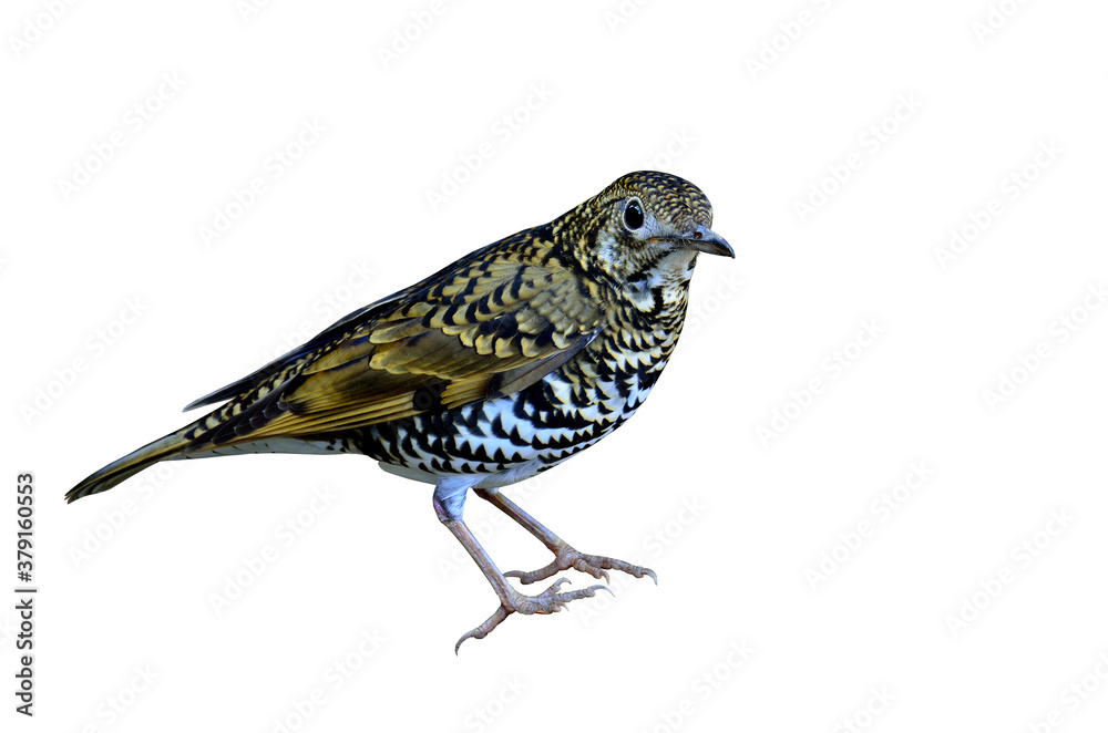 Best Scaly Thrush in details on isolated white background