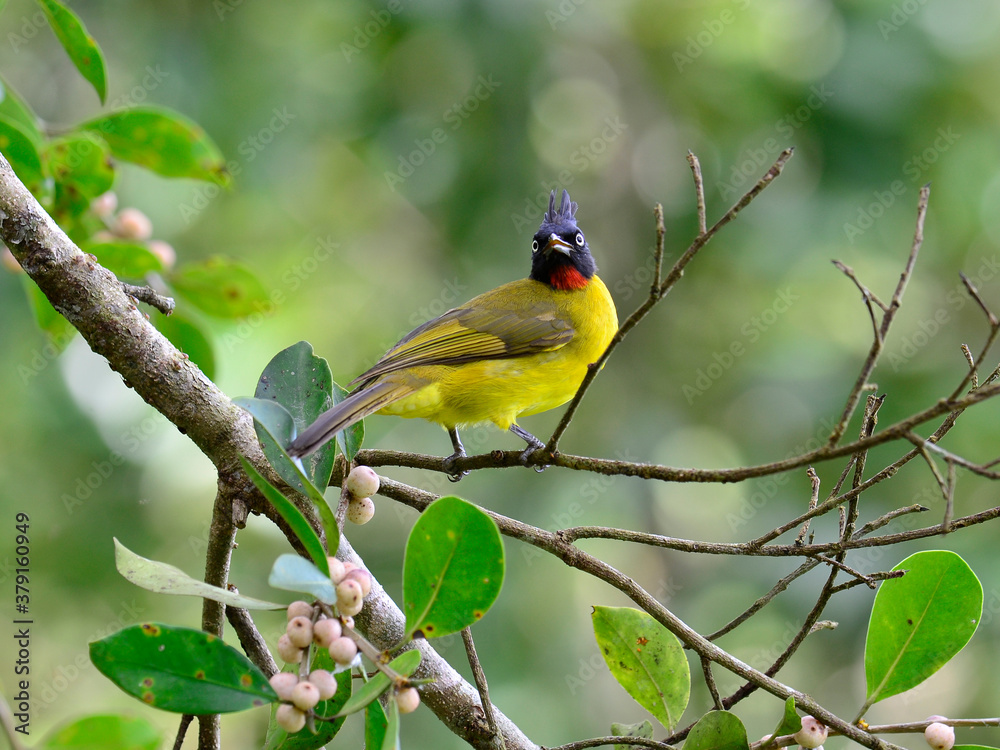 Black-crested Bulbul, Pycnonotus melanicterus, eating ripe fig fruit