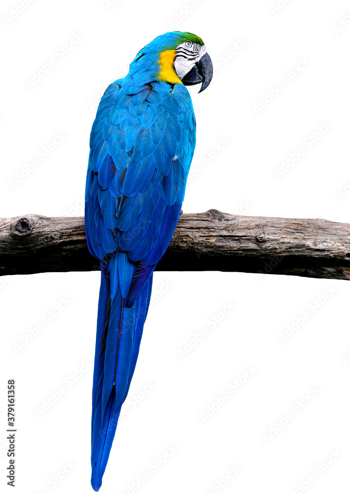 Blue and gold macaw bird in full body shot