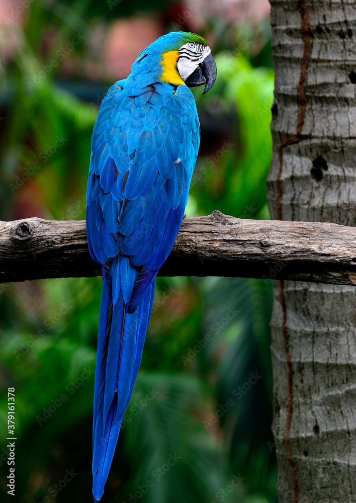 Blue and gold macaw bird in full body shot