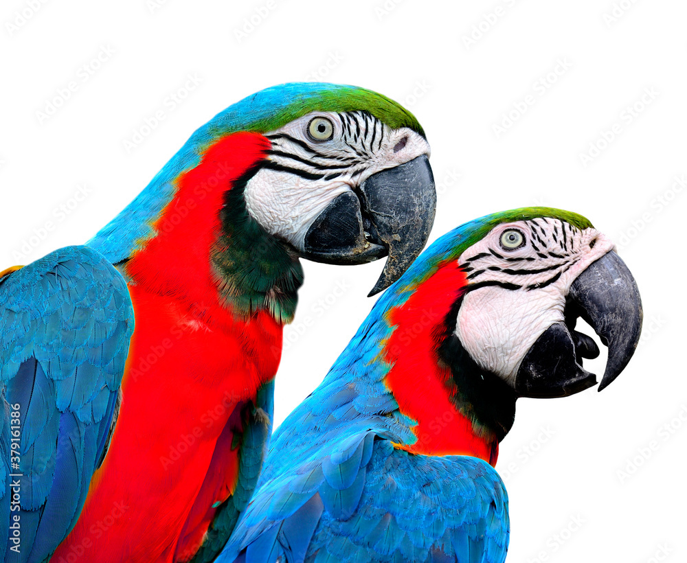 Blue and red birds