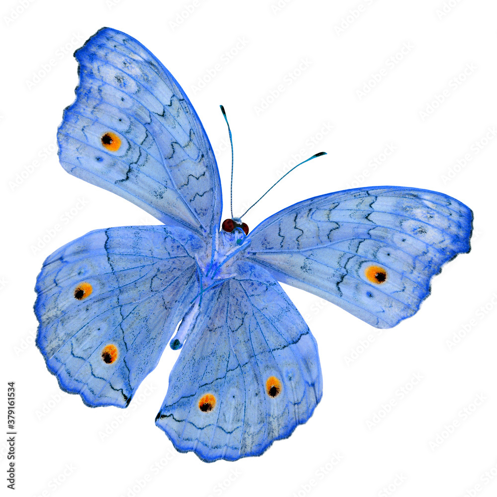 Blue Butterfly, Grey Pansy, color transparency isolated on white background