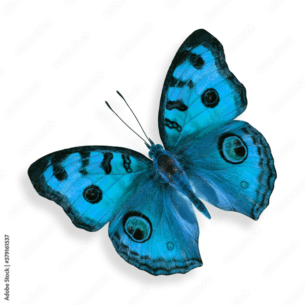 Blue Butterfly (Peacock Pansy in fancy color) isolated on white background