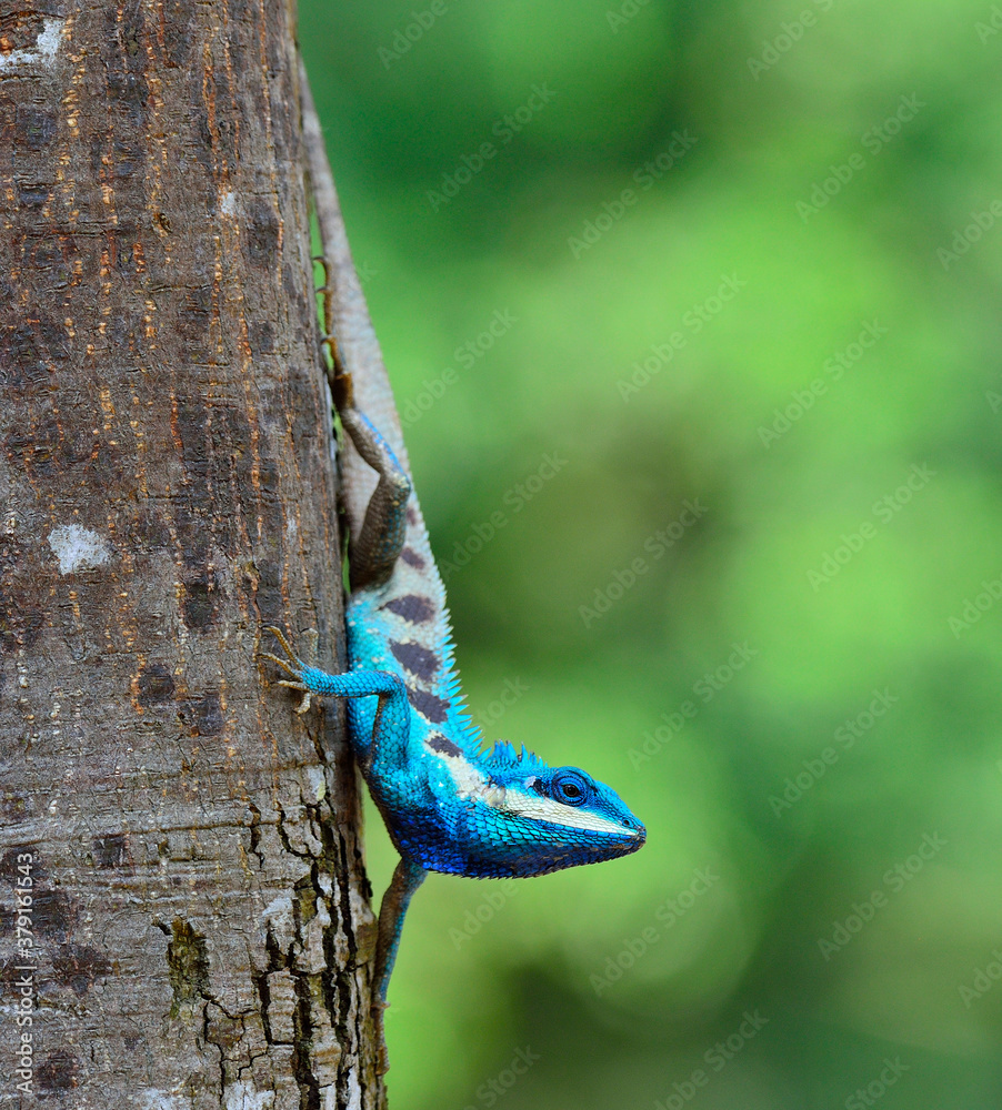 Blue Crested Lizard sitting on tree