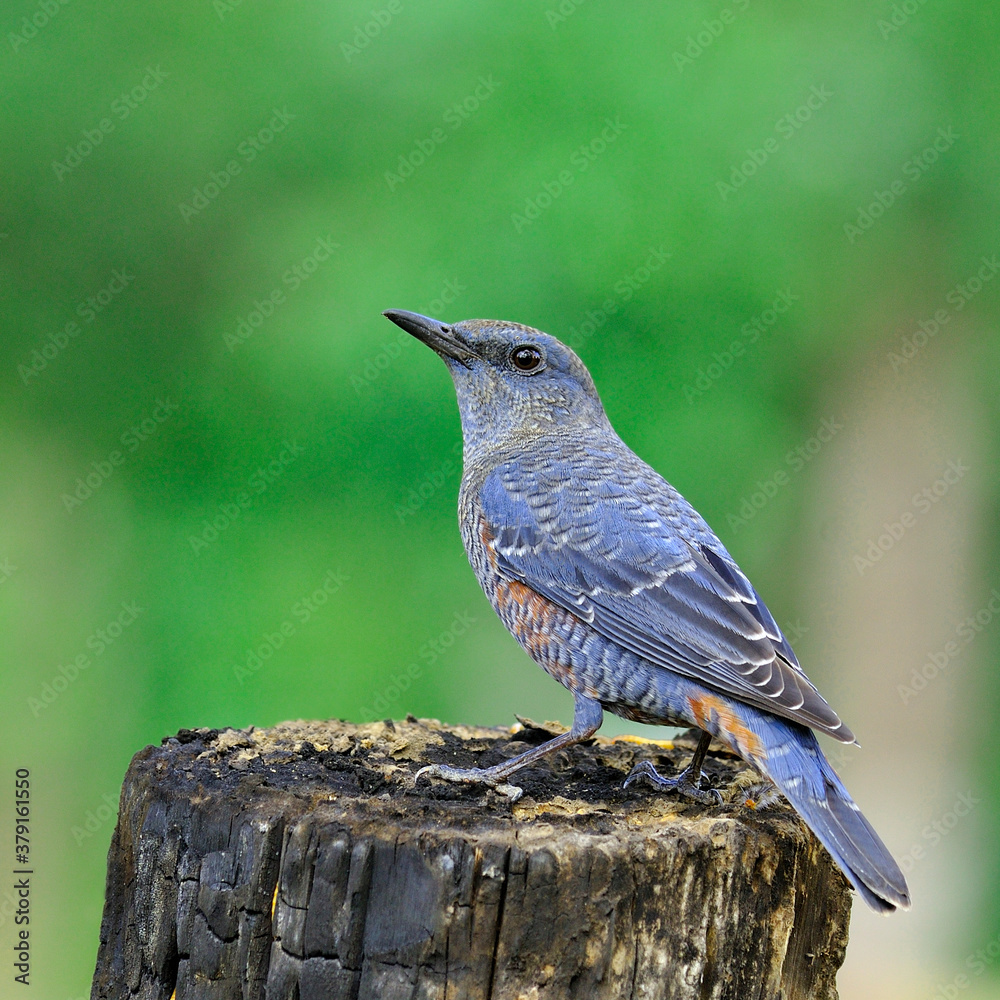 动作滑稽的蓝岩画眉鸟（Monticola solitarius）