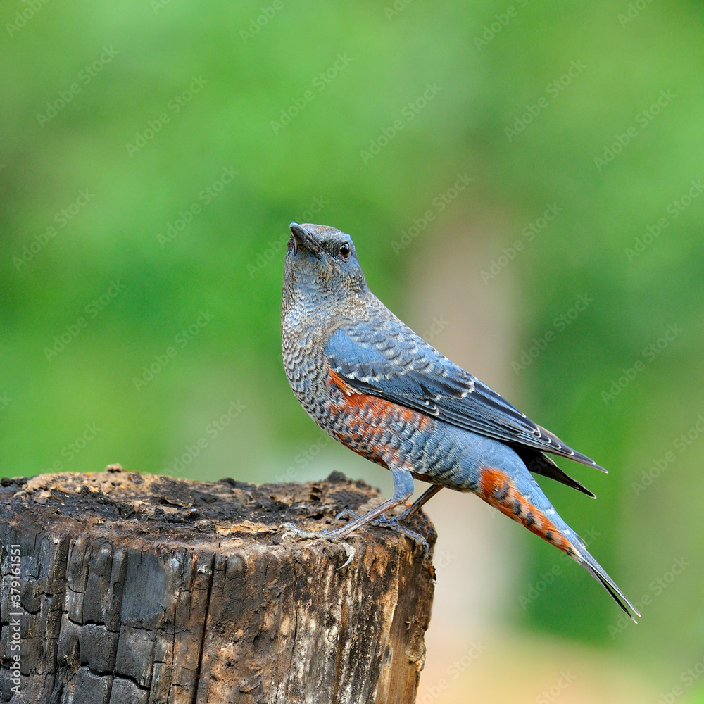 Blue Rock Thrush bird (Monticola solitarius) funny actions