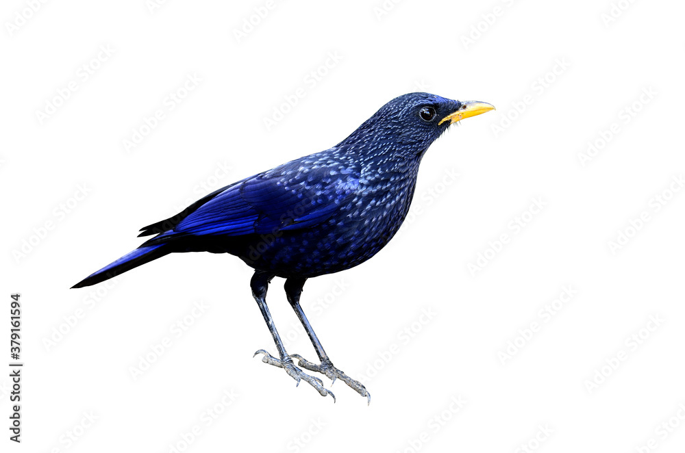 Blue-whistling Thrush on isolated white background