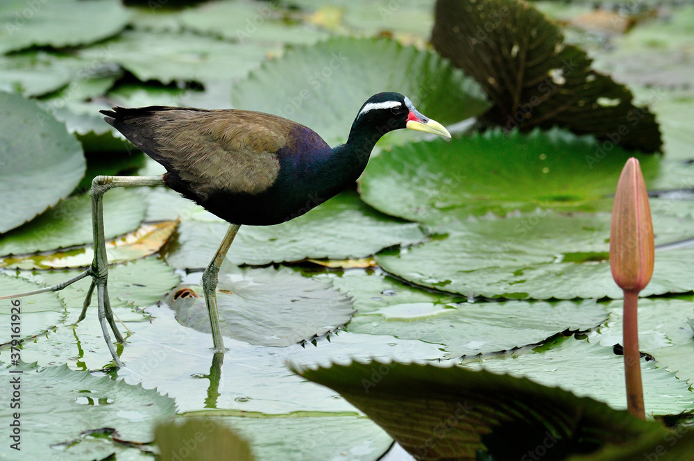 Bronze-winged jacana standing on lotus leaf in the pond with very long legs above water