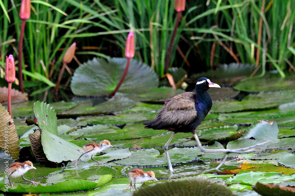 野马翅Jacana