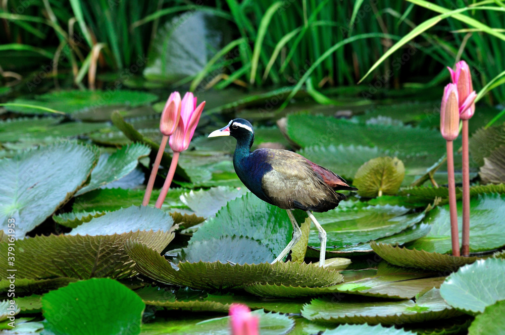 Bronzed-winged Jacana