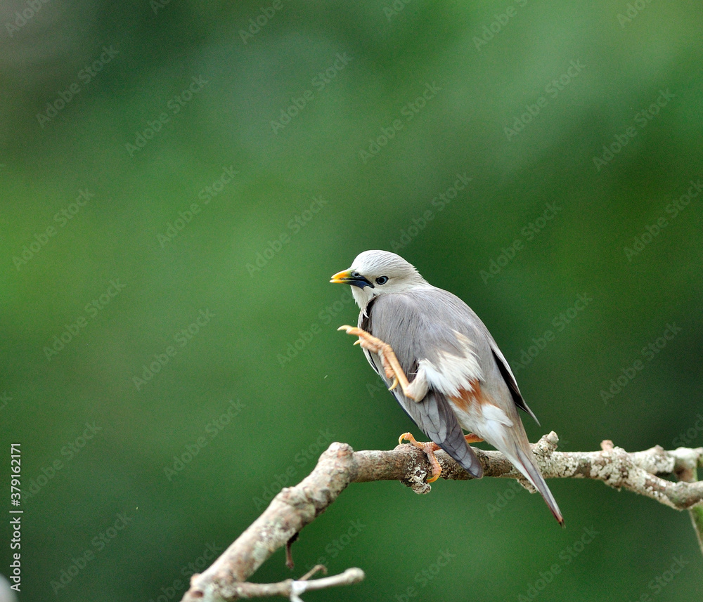 栗尾Starling bird（Sturnus malabaricus）用滑稽的动作展示自己的脚