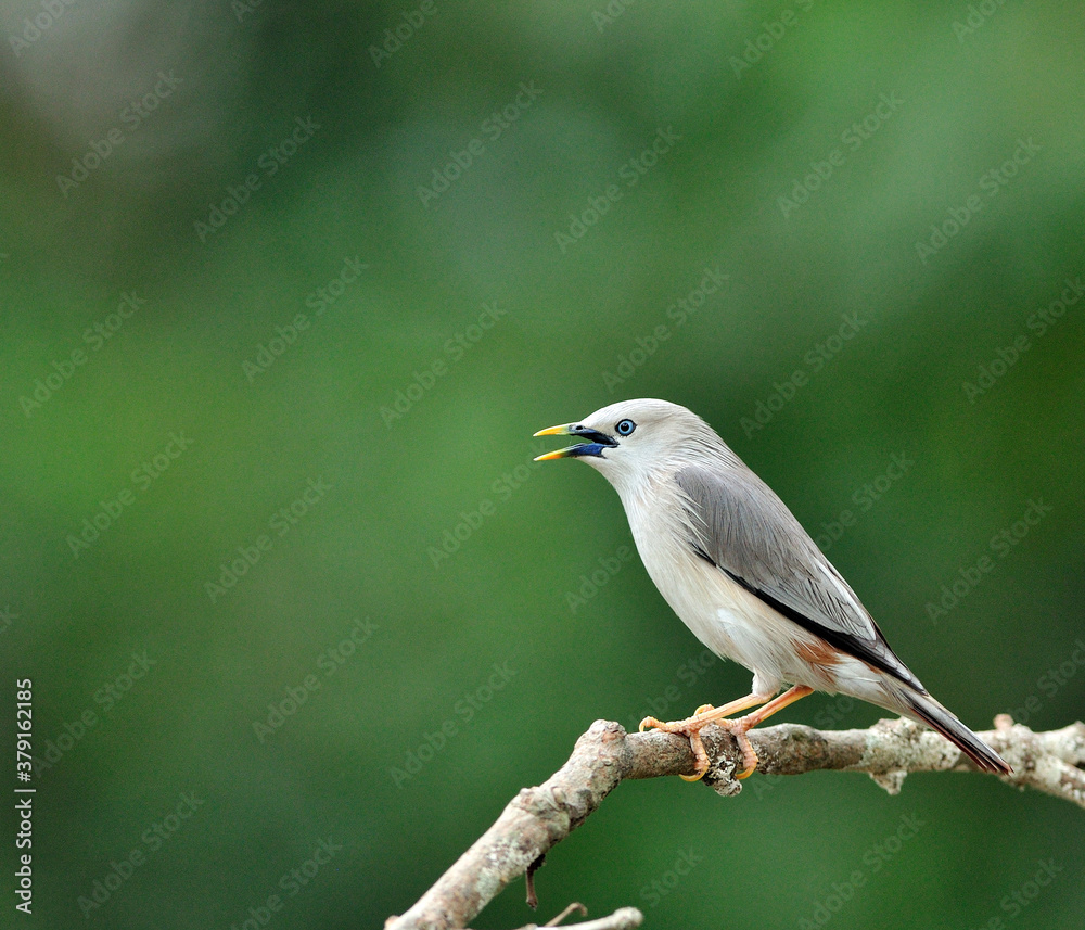 Chestnut-tailed Starling bird (Sturnus malabaricus) sitting on the branch with nice green background