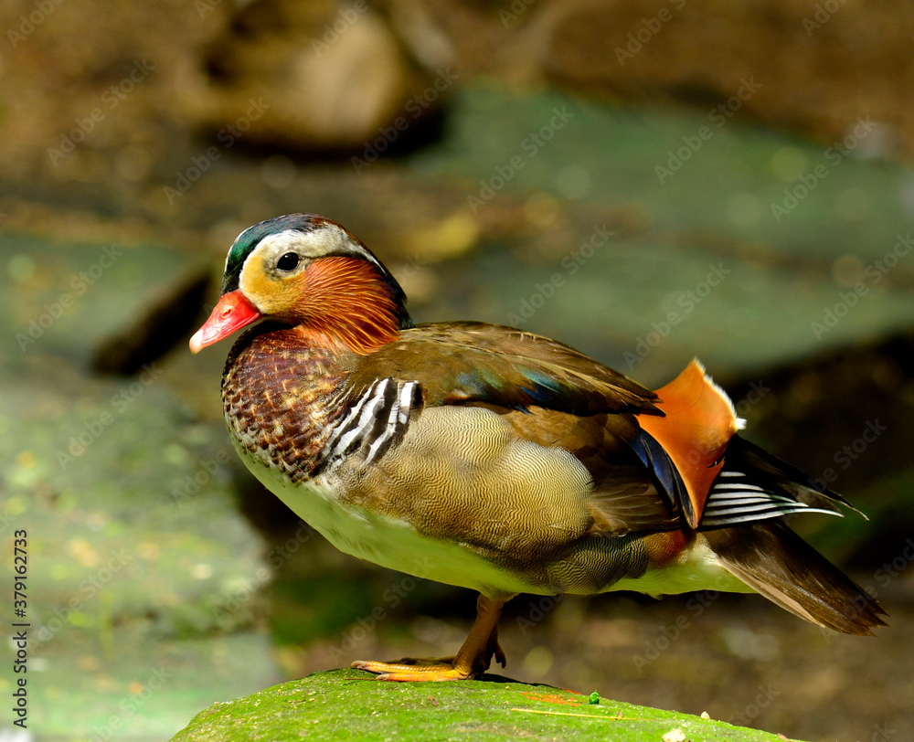 Colorful of male Mandarin Duck (Aix galericulata)