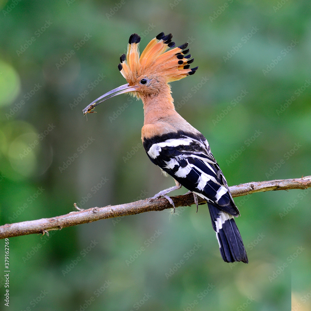 Common Hoopoe or Eurasian Hoopoe bird having food in mouth