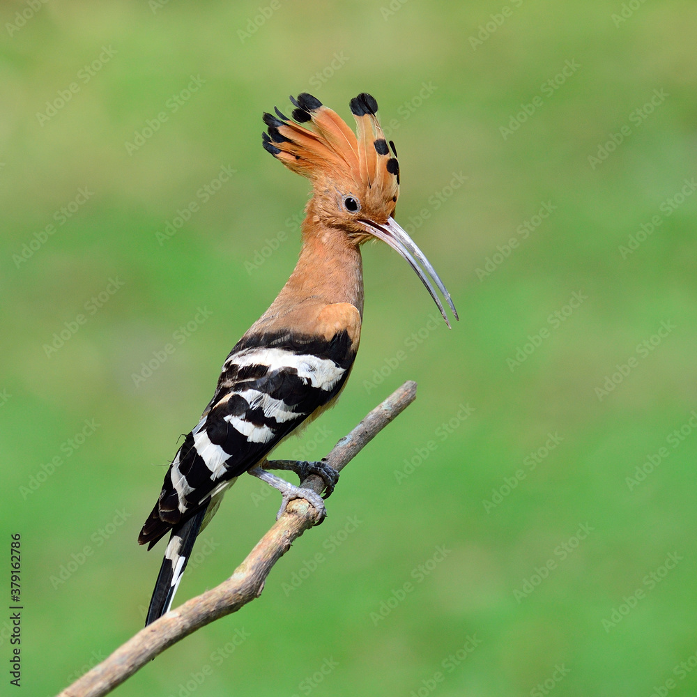 Common Hoopoe or Eurasian Hoopoe bird showing spiky hair