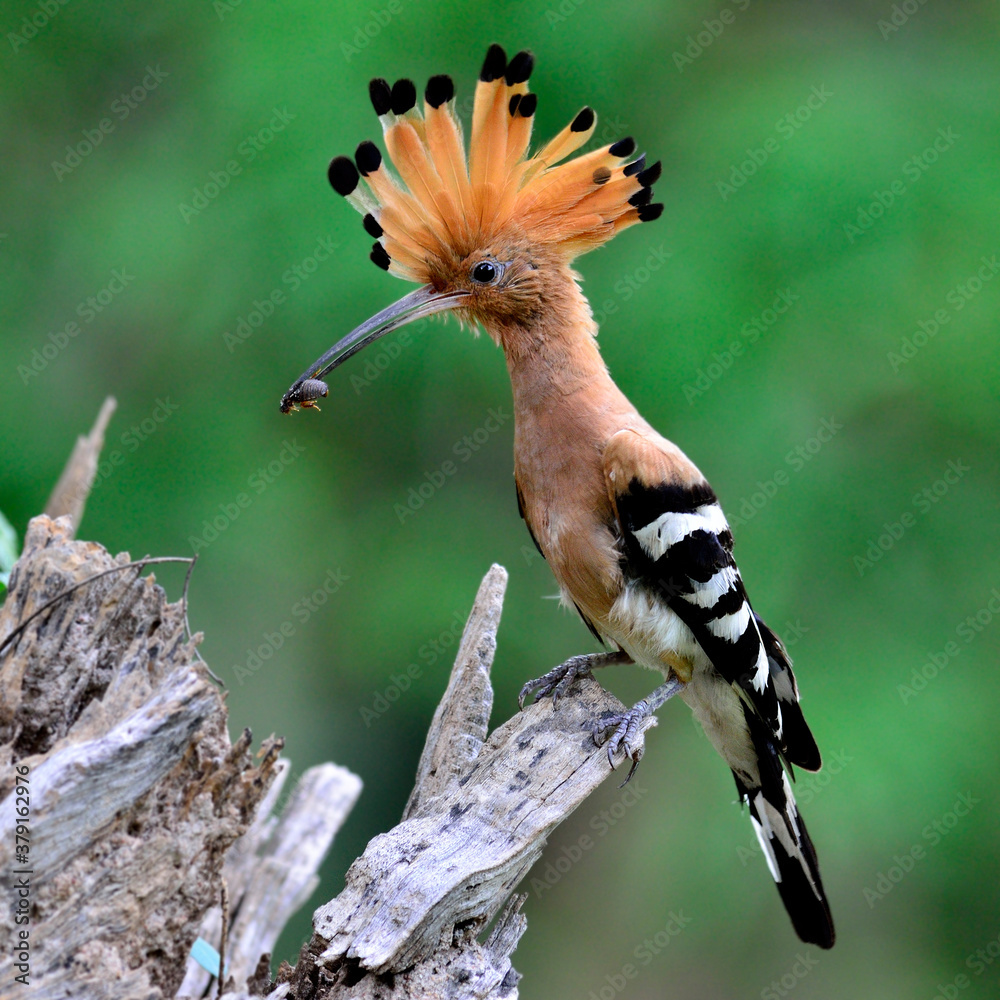 Common or Eurasian Hoopoe picking food for chicks