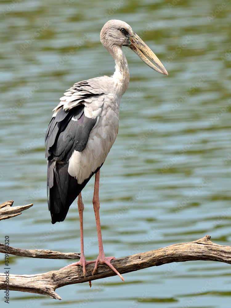 Asian Openbill or Open-billed stork standing on the dried branch with water in background