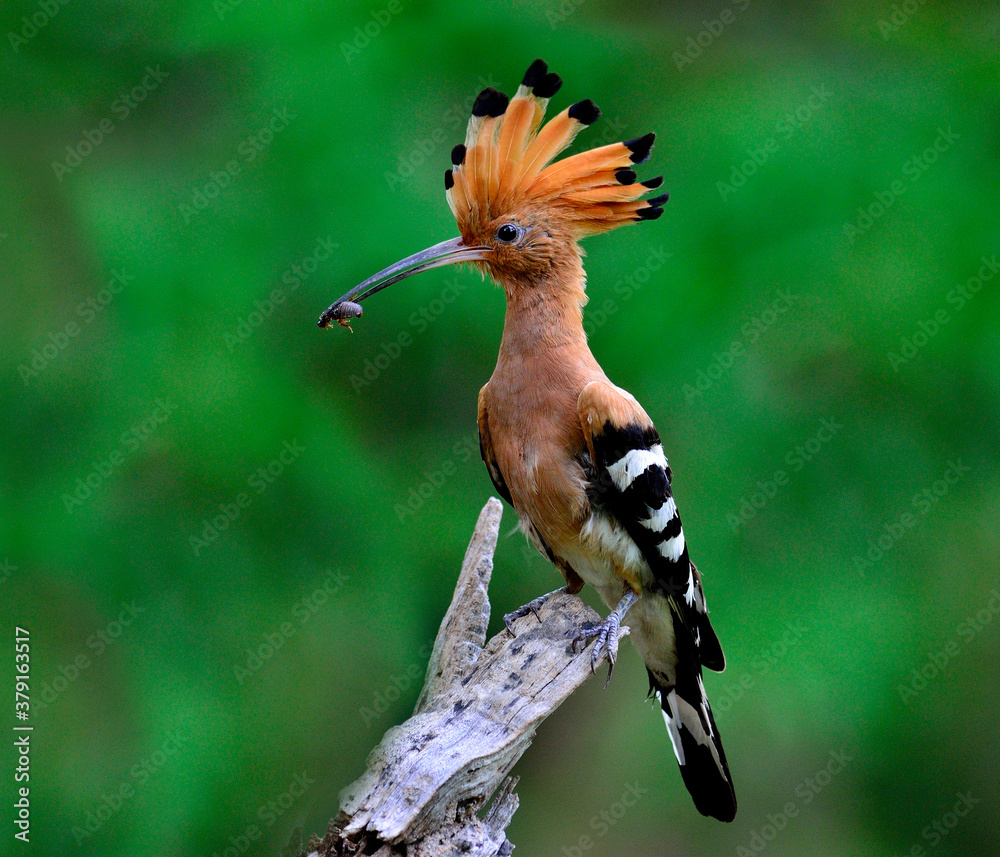 Eurasian Hoopoe or Common Hoopoe with food in mouth about to feed chicks in its nest, Upupa epops