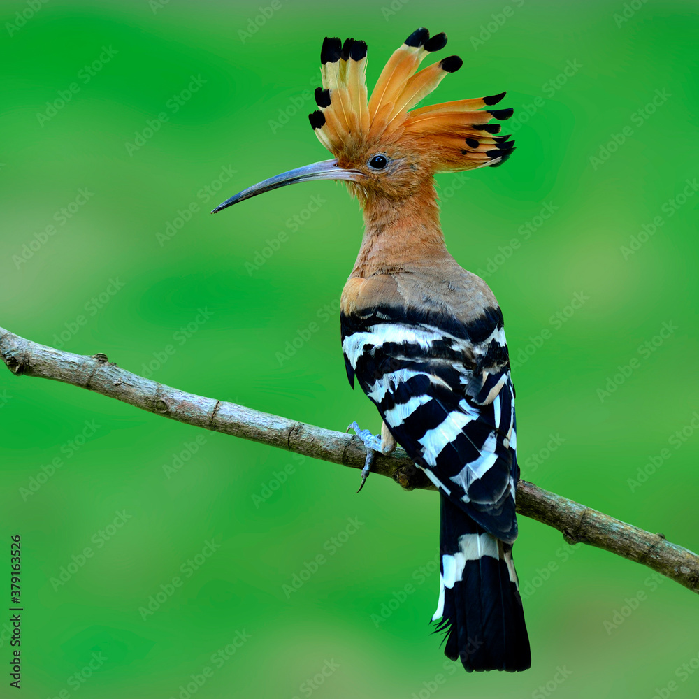 欧亚Hoopoe或所谓的普通Hoopoe，有冠，栖息在树枝上，鸟，向上