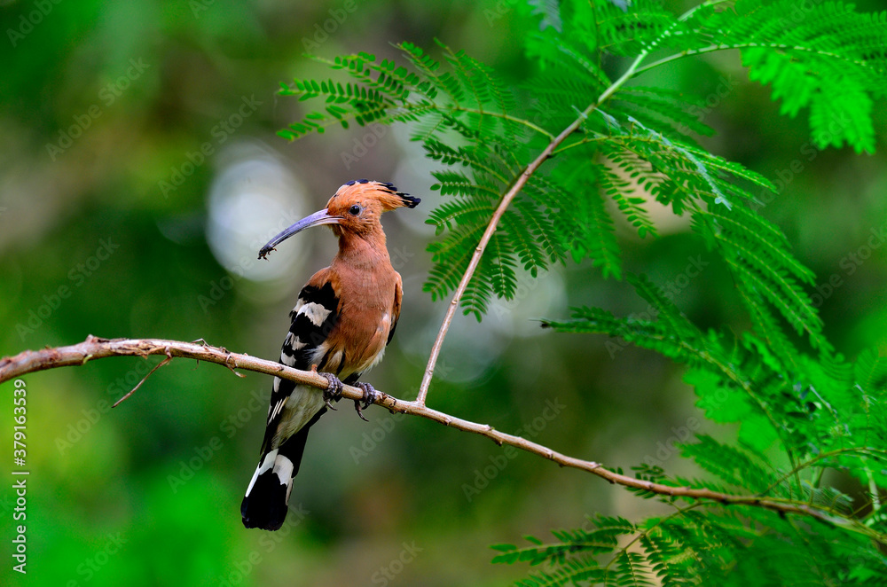 Eurasian Hoopoe or Common Hoopoe, Upupa epops, on the nice brance with insect in mouth about to feed