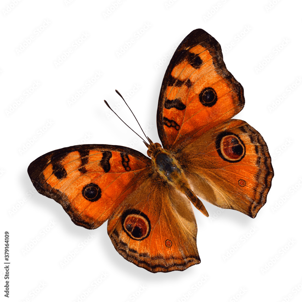 Flying Peacock Pansy Butterfly in natural color isolated on white background