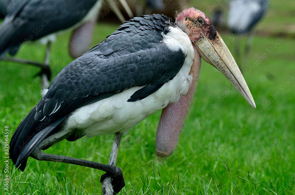 Greater Adjutant Stork standing on one leg - Leptoptilop Dubius, bird