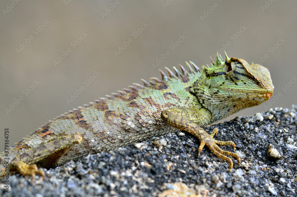 Green and spiny lizard on the rock