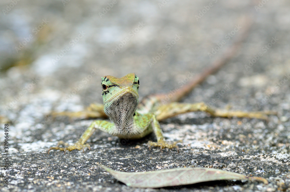 Green crested lizard, Boulenger Long headed Lizard, Pseudocalotes microlepis with dried leaf on grou