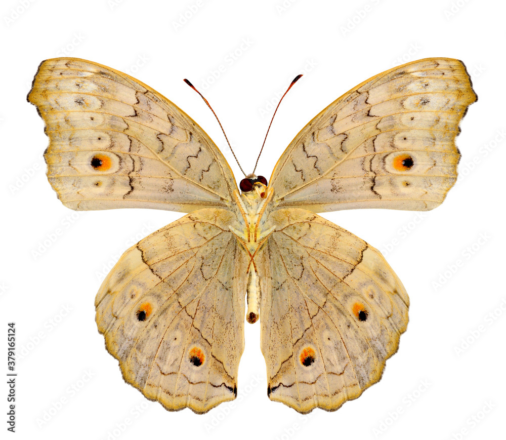 Grey Pansy Butterfly stretches wings isolated on white background