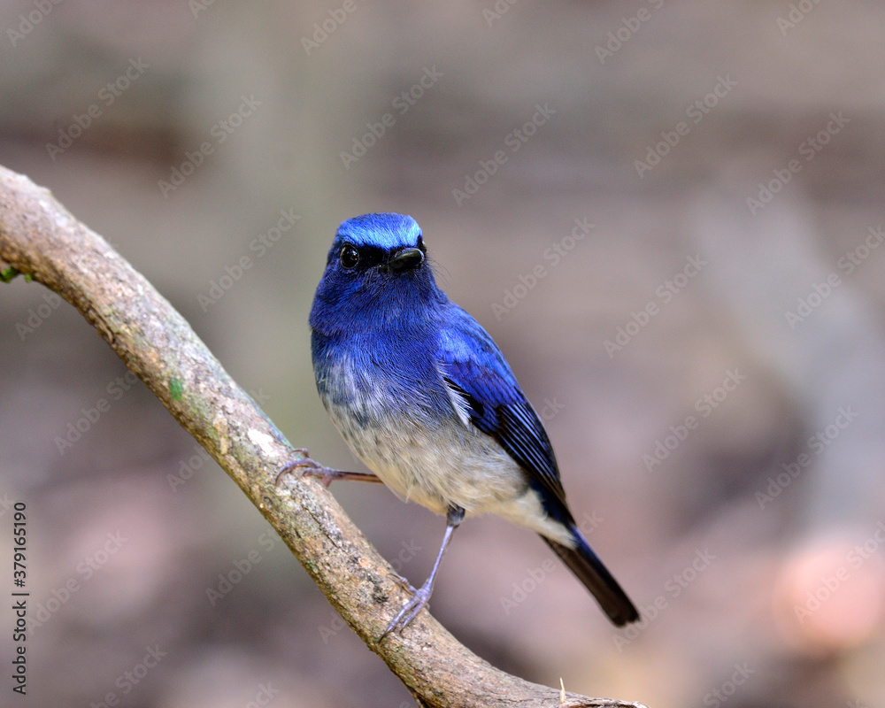 Hainan blue flycatcher bird perching on the branch, lovely blue bird