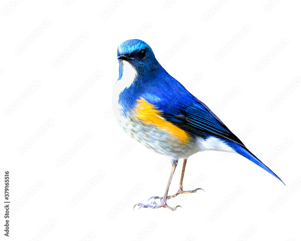 Himalayan Bluetail (tarsiger rufilatus) or orange-flanked bush robin, beautiful blue bird isolated o