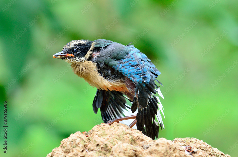 Stretch wings Blue-winged Pitta