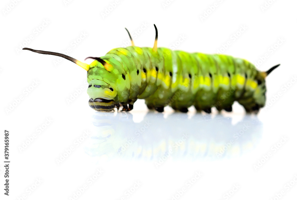 Little Green Tea Worm standing with shadow and reflection